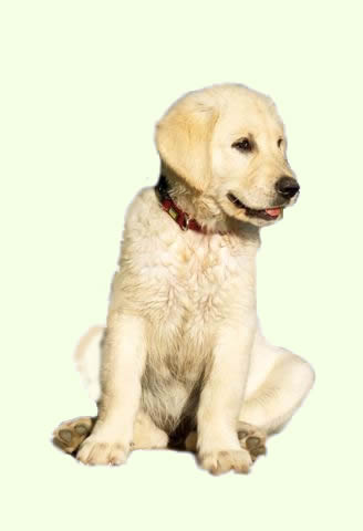 http://www.golden-retriever-welpen.at/gfx/design/Welpe_hellgruen.jpg